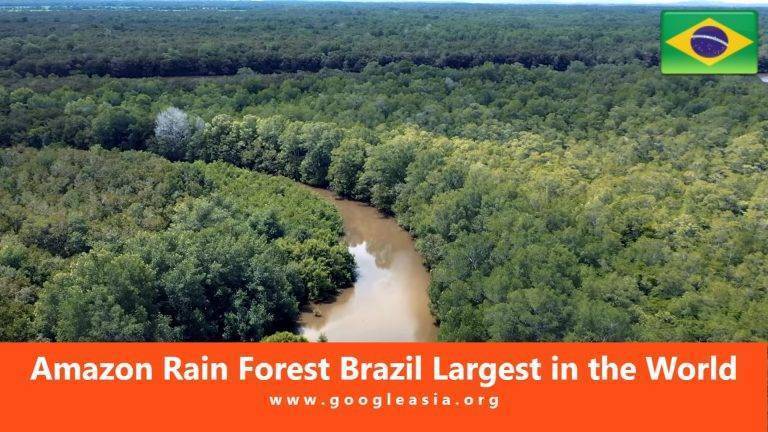 Amazon Rainforest Brazil Largest in the World