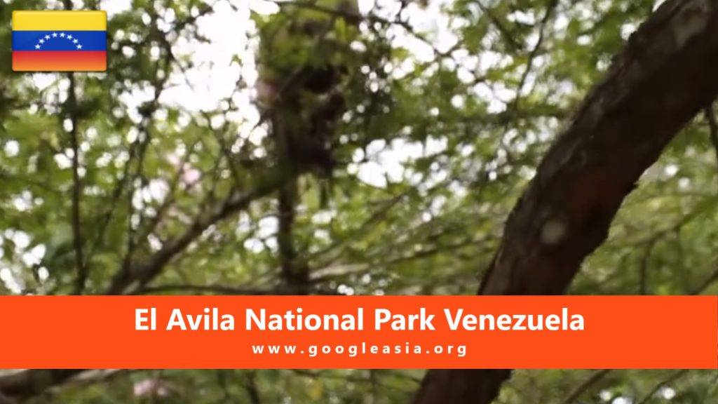 El Avila National Park Venezuela