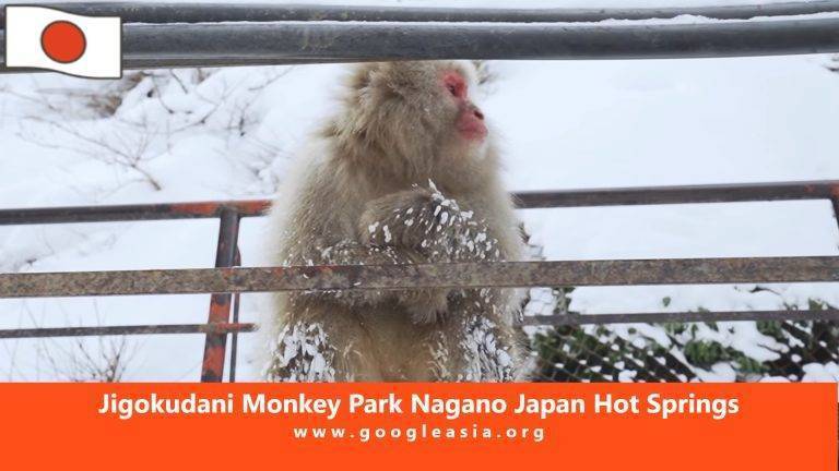 Jigokudani Monkey Park Nagano Japan Hot Springs