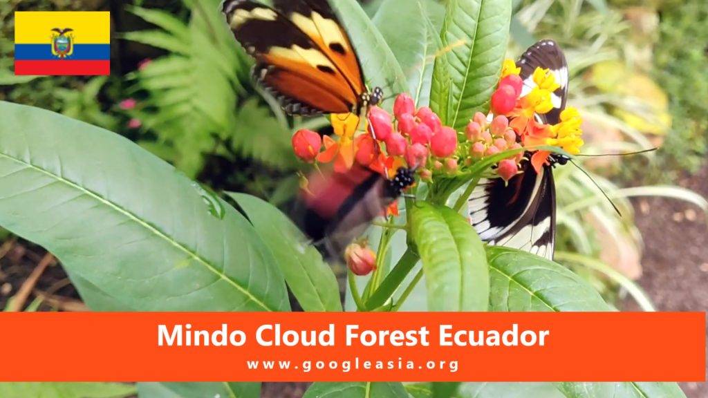 Mindo Cloud Forest Ecuador
