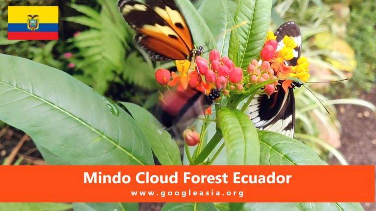 Mindo Cloud Forest Ecuador