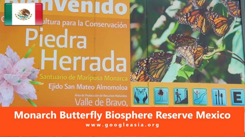 Monarch Butterfly Biosphere Reserve Mexico