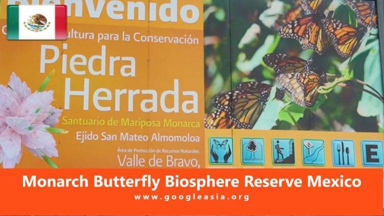 Monarch Butterfly Biosphere Reserve Mexico