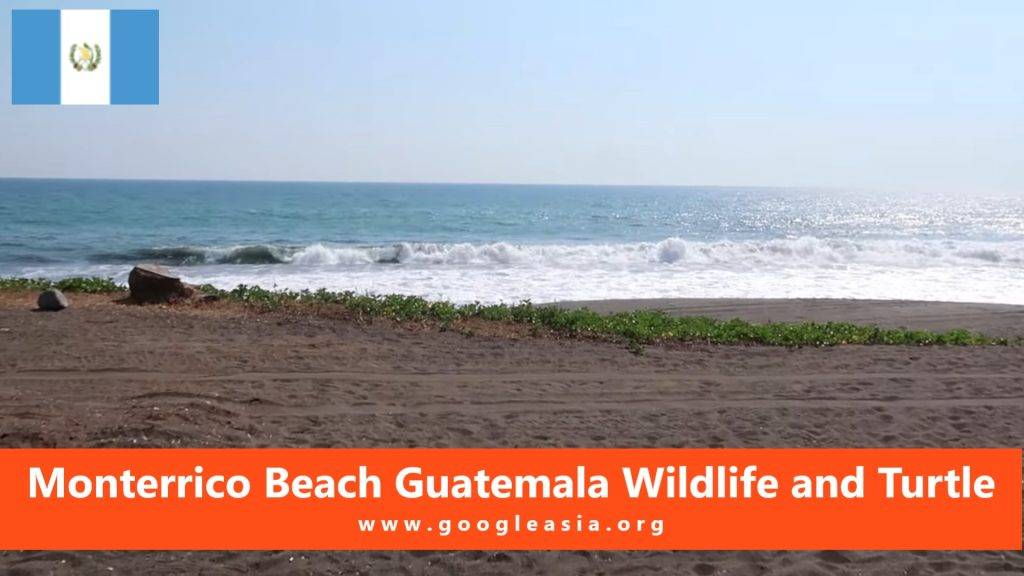 Monterrico Beach Guatemala Wildlife and Turtle