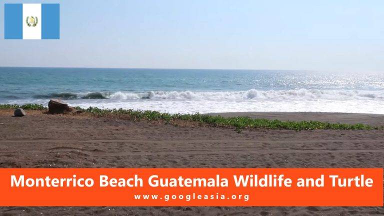 Monterrico Beach Guatemala Wildlife and Turtle