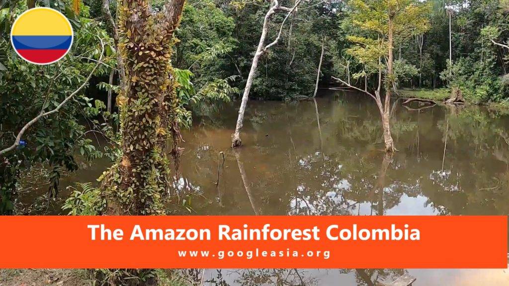 The Amazon Rainforest Colombia