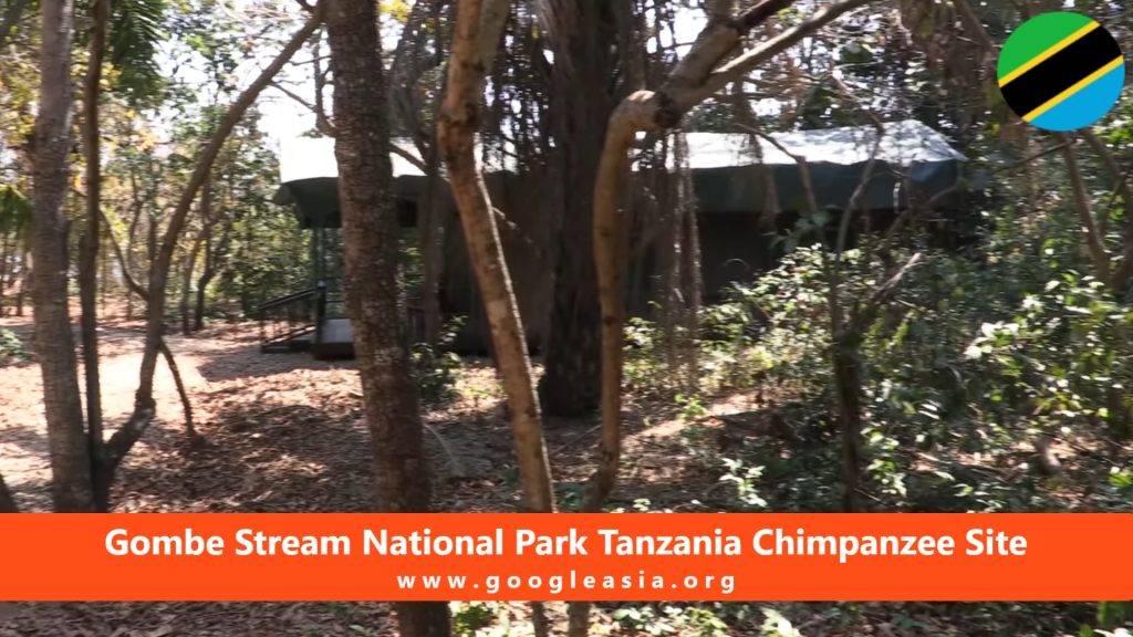 Gombe Stream National Park Tanzania Chimpanzee Site