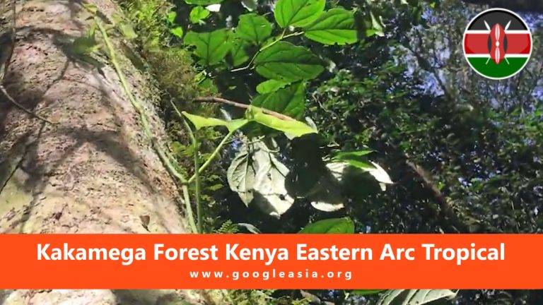 Kakamega Forest Kenya Eastern Arc Tropical