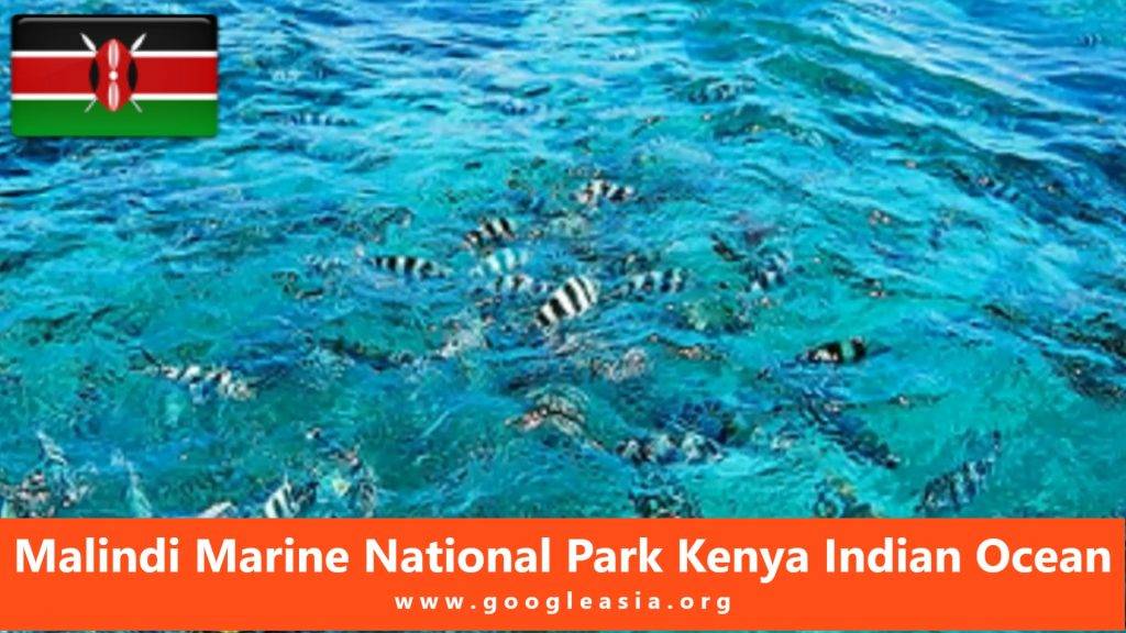 Malindi Marine National Park Kenya Indian Ocean