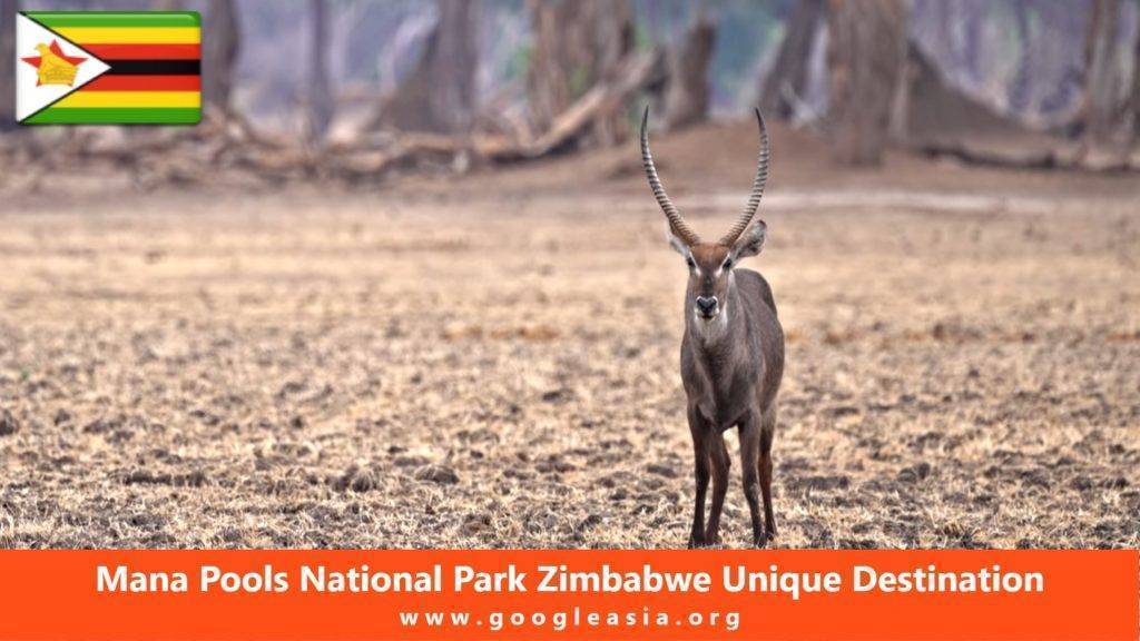 Mana Pools National Park Zimbabwe Unique Destination