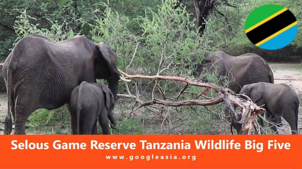 Selous Game Reserve Tanzania Wildlife Big Five