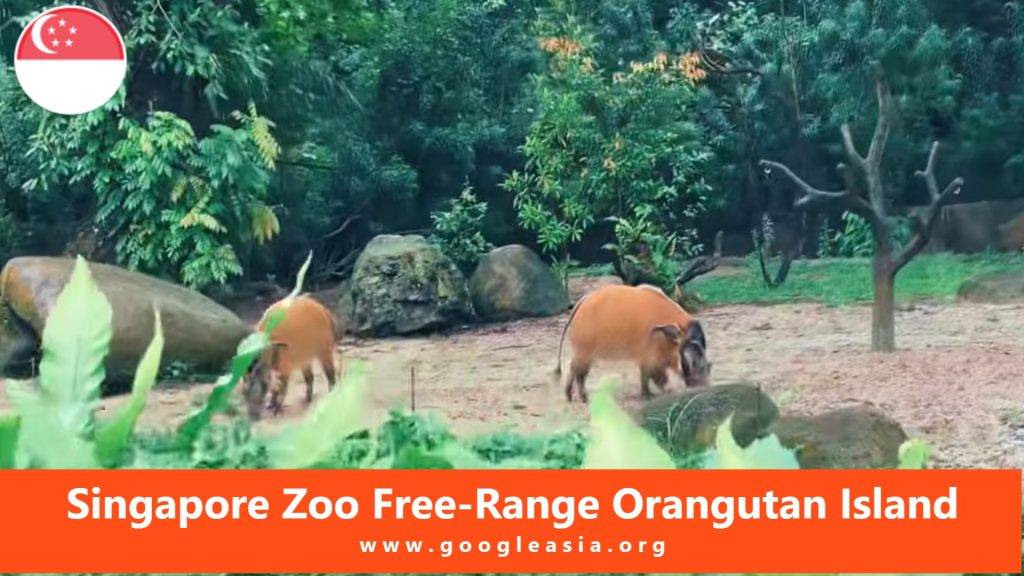 Singapore Zoo Free-Range Orangutan Island
