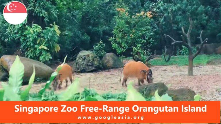 Singapore Zoo Free-Range Orangutan Island